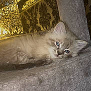 Zen joined the competition — help win amazing prizes! animal, blue_eyes, cat, close_up, cozy, cute, feline, fluffy, golden_light, gray_surface, indoors, kitten, ornate_background, pet, portrait, relaxed, resting, soft_texture, warm_lighting, young_cat