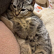 Boogie is registered to the contest to win money with this photo: cat, kitten, tabby, fur, pet, animal, cute, relaxed, indoor, blanket, cozy, paw, sleepy, feline, striped, soft, scratching_post, resting, comfort, closeup