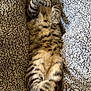 Boogie is registered to the contest to win money with this photo: cat, tabby, sleeping, relaxed, fluffy_blanket, cozy, paws, fur, striped, pet, cute, resting, indoor, animal, whiskers, tail, soft, closeup, comfort, nap