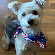 Toby joined the competition — help win amazing prizes! dog, pet, bandana, american_flag, fur, cute, indoor, wooden_floor, small_dog, curious, ears, animal, mammal, portrait, domestic_animal, companionship, canine, adorable, fluffy, looking