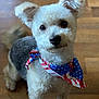 dog, pet, bandana, american_flag, fur, cute, indoor, wooden_floor, small_dog, curious, ears, animal, mammal, portrait, domestic_animal, companionship, canine, adorable, fluffy, looking