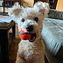 dog, ball, toy, curly_fur, white_dog, pet, indoor, living_room, couch, table, wood_floor, playful, excited, close_up, animal, mouth, ears, furniture, happy, domestic