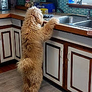 Winnie is registered to the contest to win money with this photo: dog, fluffy, standing, kitchen, counter, sink, tile_wall, cabinet, wood_floor, pet, curious, indoor, home, animal, fur, brown, appliance, clean, window, curiosity