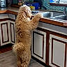 dog, fluffy, standing, kitchen, counter, sink, tile_wall, cabinet, wood_floor, pet, curious, indoor, home, animal, fur, brown, appliance, clean, window, curiosity