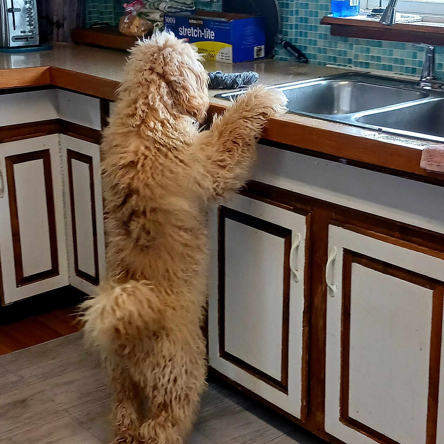 Winnie is registered to the contest to win money with this photo: dog, fluffy, standing, kitchen, counter, sink, tile_wall, cabinet, wood_floor, pet, curious, indoor, home, animal, fur, brown, appliance, clean, window, curiosity
