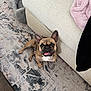 animal, carpet, couch, cute, dog, domestic_animal, ears_up, floor, footwear, french_bulldog, furniture, happy, home, indoor, looking_up, pet_bed, rug, sitting, small_dog, tongue_out