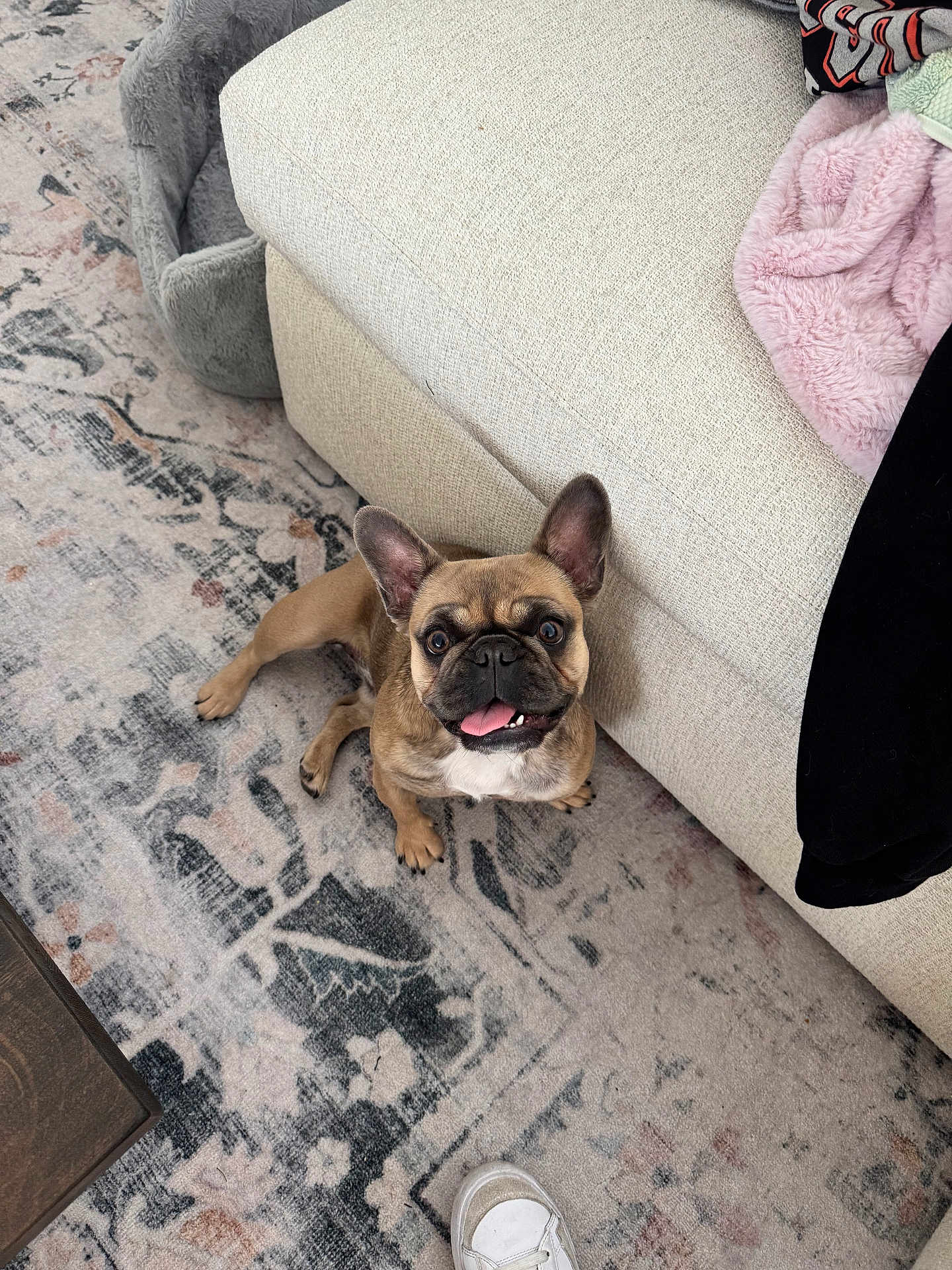 Petunia
