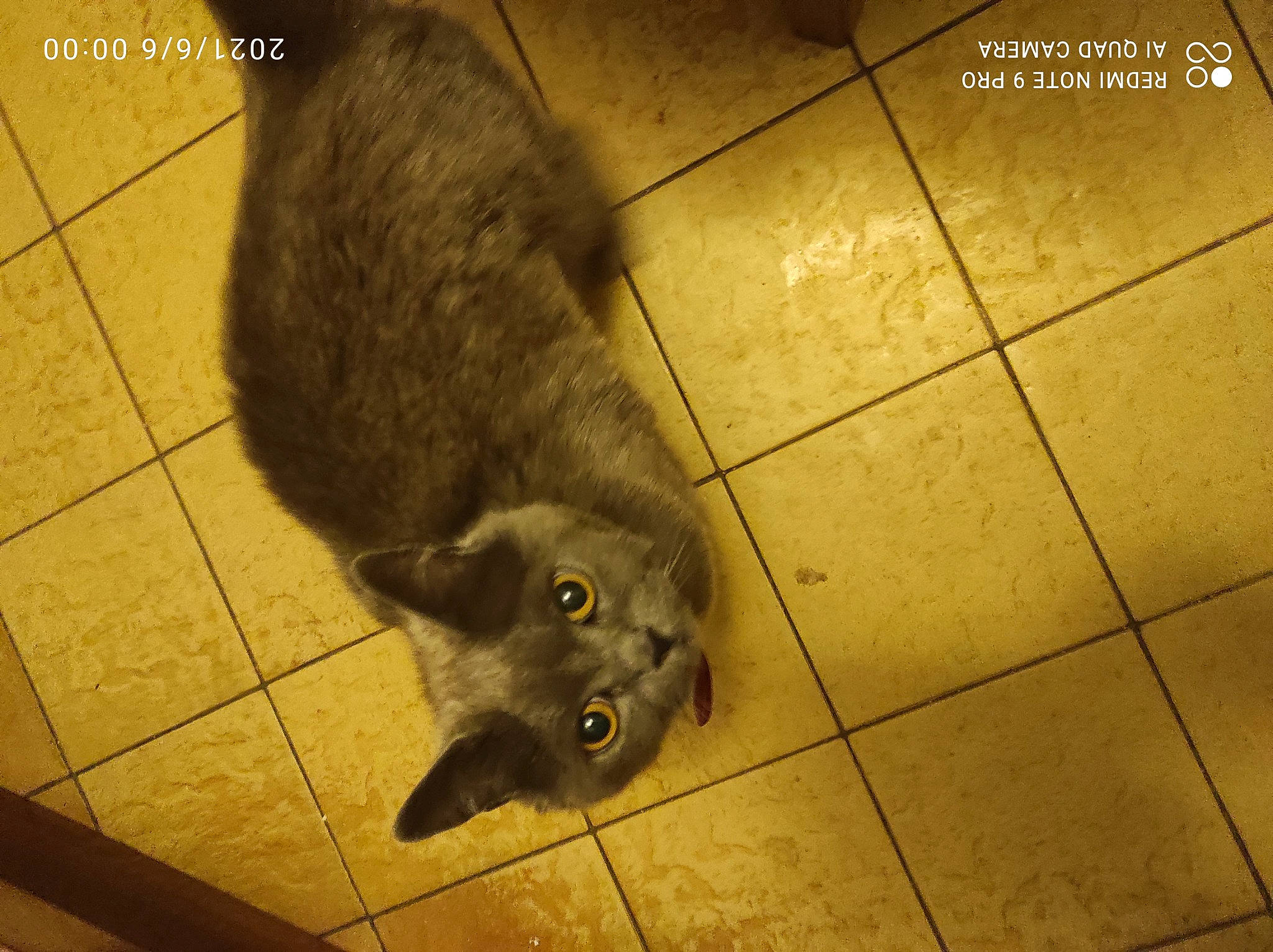 Isis a rejoint le concours — aidez-le/la à gagner de superbes lots ! canidae, carnivore, cat, claw, domestic_short_haired_cat, fawn, felidae, floor, flooring, fur, hardwood, paw, road_surface, shadow, small_to_medium_sized_cats, snout, tail, tile_flooring, whiskers, wood