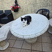 Félix a rejoint le concours — aidez-le/la à gagner de superbes lots ! cat, black_and_white_cat, stone_table, outdoor, patio, flower_pot, flowers, pink_flowers, red_flowers, black_chair, plastic_chair, stone_bench, tiled_floor, wall, relaxing, animal, pet, daylight, quiet, resting