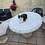 cat, black_and_white_cat, stone_table, outdoor, patio, flower_pot, flowers, pink_flowers, red_flowers, black_chair, plastic_chair, stone_bench, tiled_floor, wall, relaxing, animal, pet, daylight, quiet, resting