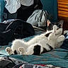 cat, black_and_white, feline, pet, animal, whiskers, ears, eyes, paws, belly_up, lying_down, relaxed, bed, bedroom, blankets, bedding, dresser, indoors, sunlight, portrait