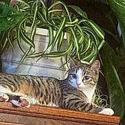 Jewel joined the competition — help win amazing prizes! animal, cat, cozy, curious, domestic, eyes, feline, fur, greenery, houseplant, indoor, nature, paws, pet, plant, pot, relaxed, striped, tabby_cat, wooden_surface