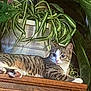 animal, cat, cozy, curious, domestic, eyes, feline, fur, greenery, houseplant, indoor, nature, paws, pet, plant, pot, relaxed, striped, tabby_cat, wooden_surface