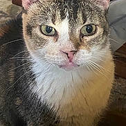 Angelica is registered to the contest to win money with this photo: animal, background, cat, close_up, cozy, curious, domestic_animal, ears, eyes, face, feline, fur, household, indoor, mammal, pet, portrait, soft_light, tabby, whiskers