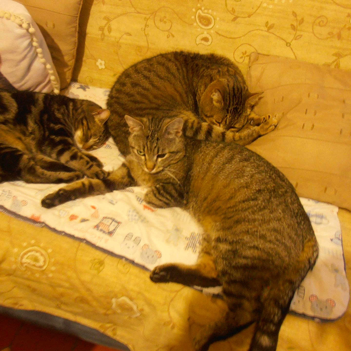 Bygoudy Et Ses Copains De Misere