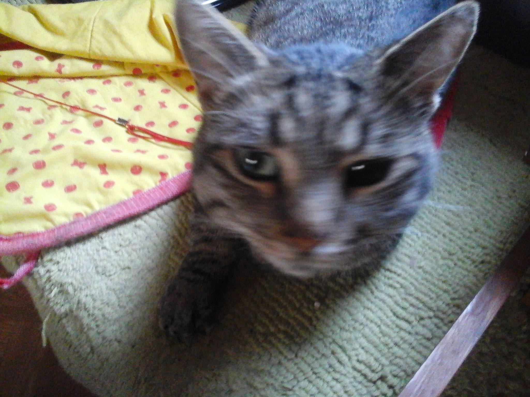 Bygoudy Et Ses Copains De Misere participe au concours pour gagner de l'argent avec cette photo : carnivore, cat, cat_toy, claw, domestic_short_haired_cat, felidae, fur, pattern, paw, plant, small_to_medium_sized_cats, snout, terrestrial_animal, whiskers, wood