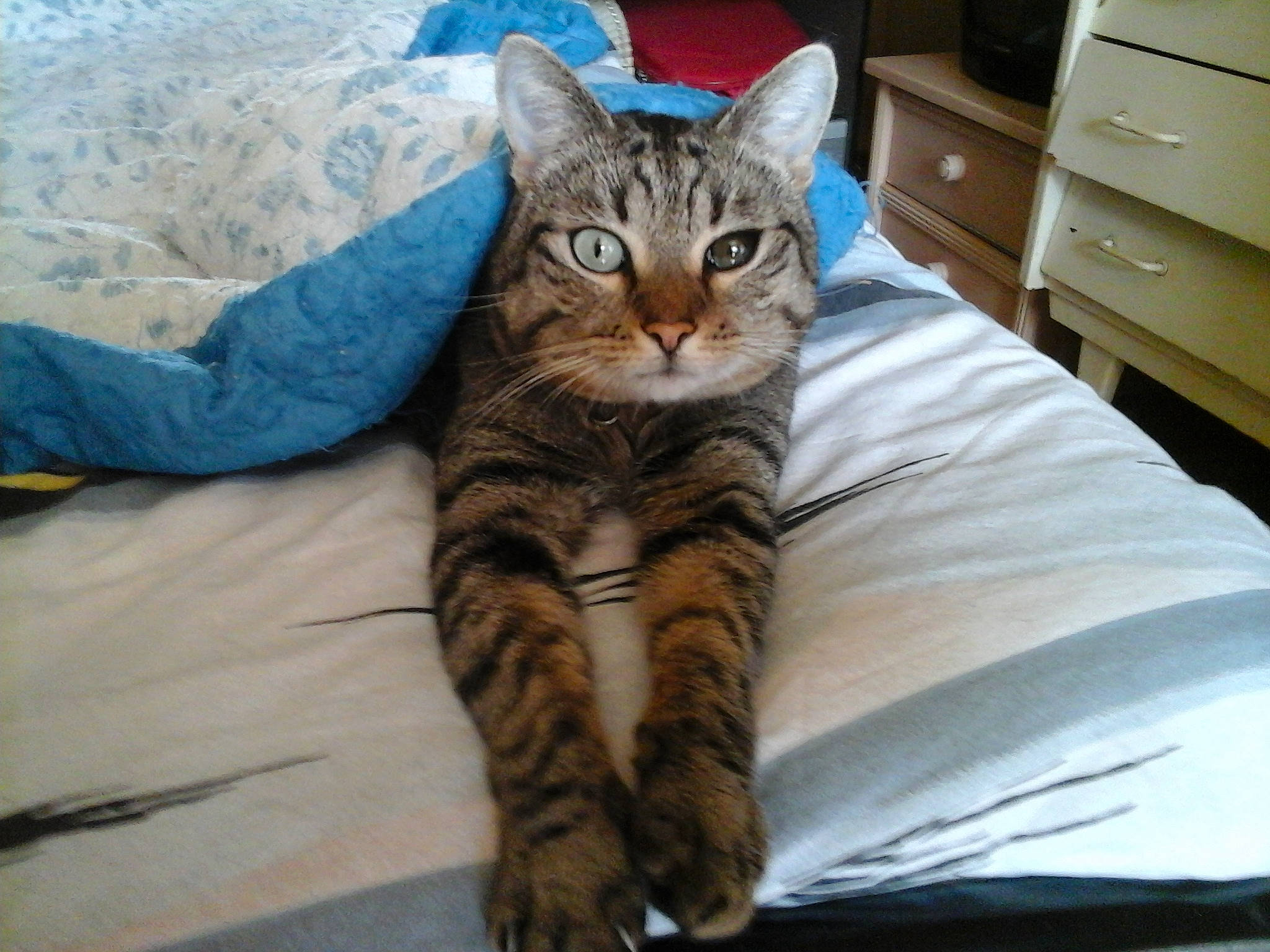 Bygoudy Et Ses Copains De Misere participe au concours pour gagner de l'argent avec cette photo : bed, cabinetry, carnivore, cat, chest, chest_of_drawers, comfort, cupboard, domestic_short_haired_cat, door, drawer, dresser, fawn, felidae, fur, paw, small_to_medium_sized_cats, snout, tail, whiskers