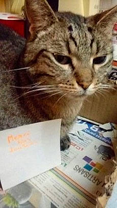 Bygoudy Et Ses Copains De Misere a rejoint le concours — aidez-le/la à gagner de superbes lots ! box, carnivore, cat, cat_supply, currency, domestic_short_haired_cat, felidae, fur, handwriting, money, paper, paper_product, paw, photo_caption, small_to_medium_sized_cats, snout, square, vertebrate, whiskers, wildlife