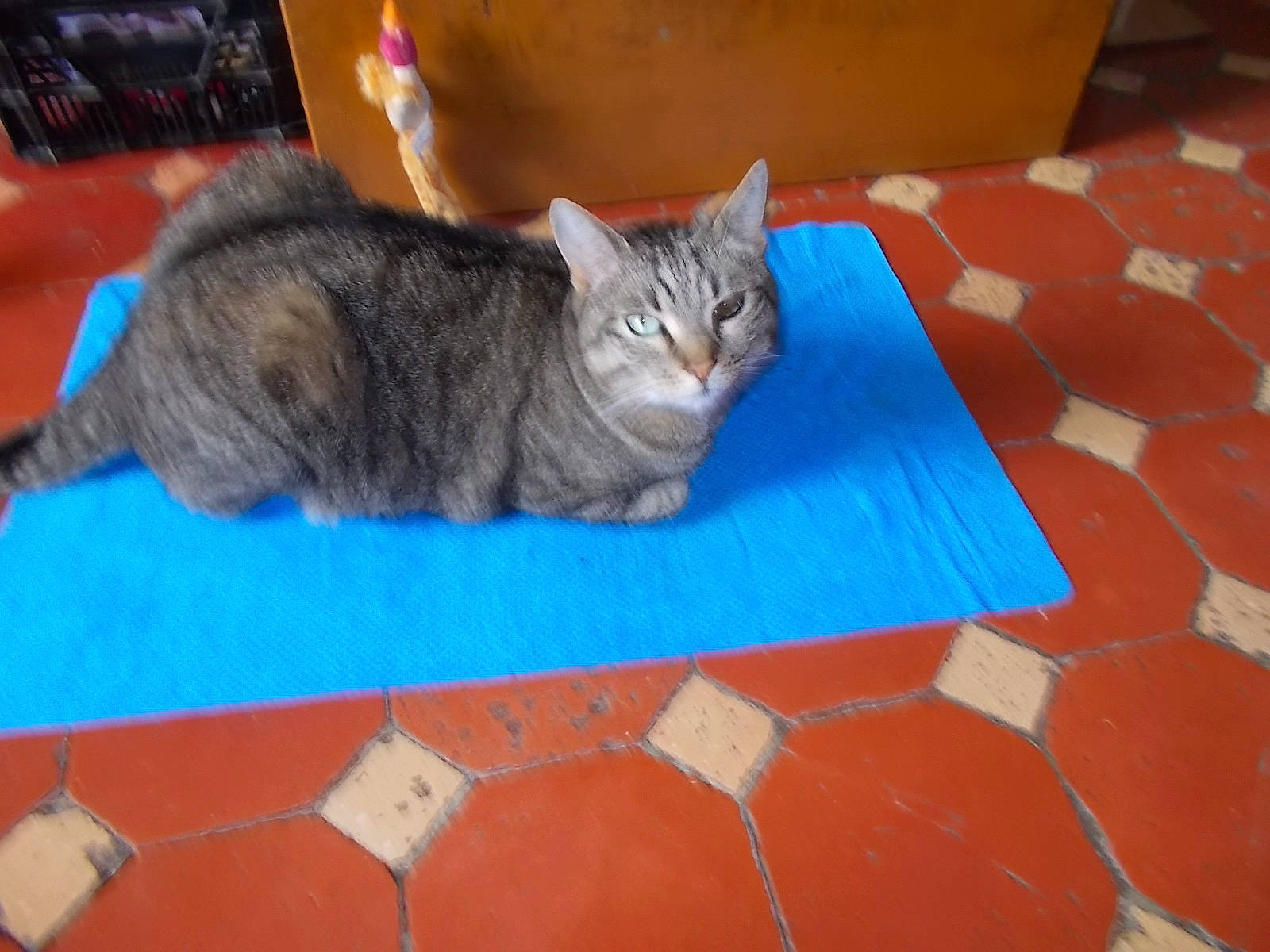 Bygoudy Et Ses Copains De Misere a rejoint le concours — aidez-le/la à gagner de superbes lots ! box, carnivore, cat, comfort, couch, domestic_short_haired_cat, felidae, flooring, fur, grey, paw, small_to_medium_sized_cats, snout, tail, whiskers