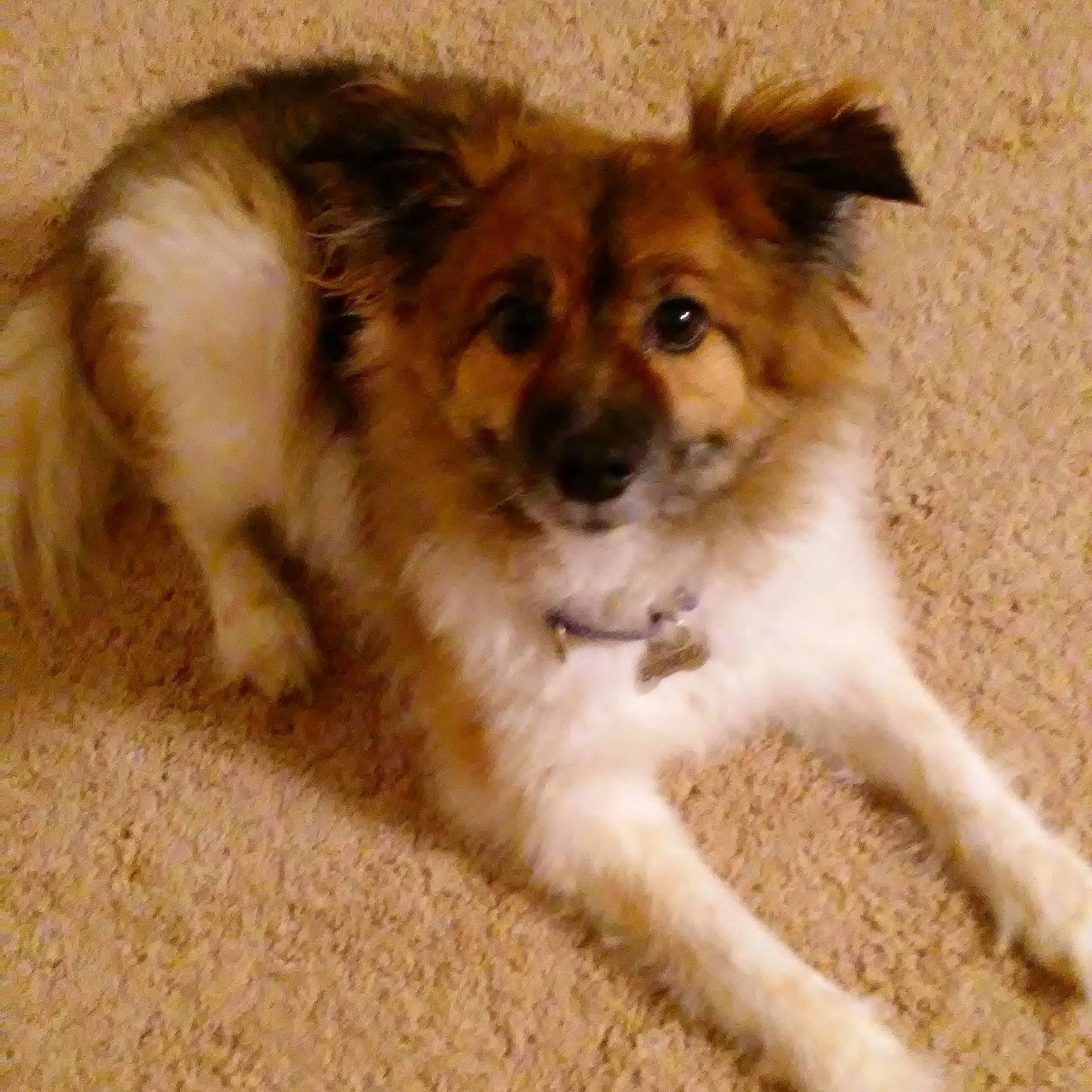 Bongo is registered to the contest to win money with this photo: ancient_dog_breeds, canidae, carnivore, companion_dog, dog, dog_breed, door, fawn, fur, snout, sporting_group, terrestrial_animal, toy_dog, whiskers, working_animal, working_dog