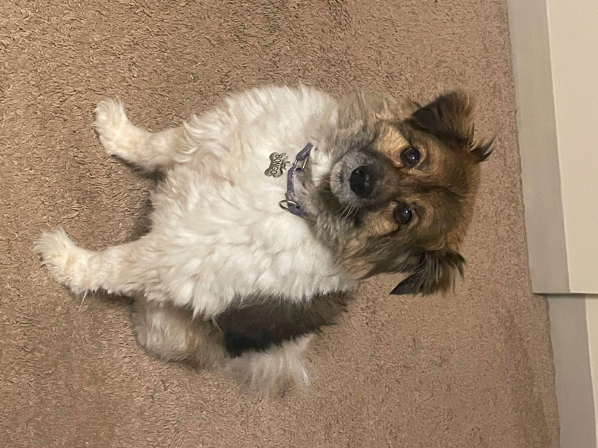 Bongo is registered to the contest to win money with this photo: canidae, carnivore, companion_dog, dog, dog_breed, dog_supply, fawn, felidae, flooring, fur, paw, small_terrier, small_to_medium_sized_cats, snout, sporting_group, tail, terrier, toy_dog, working_animal, yorkipoo