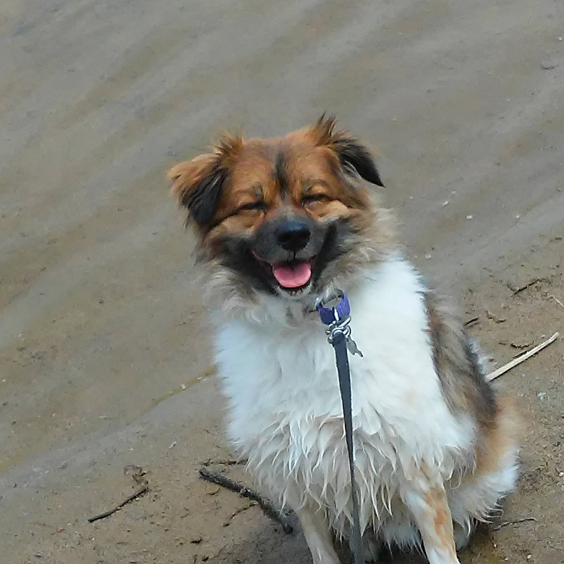 Bongo joined the competition — help win amazing prizes! canidae, carnivore, collar, companion_dog, dog, dog_breed, dog_collar, dog_supply, fawn, fur, leash, paw, pet_supply, scotch_collie, snout, sporting_group, terrestrial_animal, whiskers, working_animal, working_dog