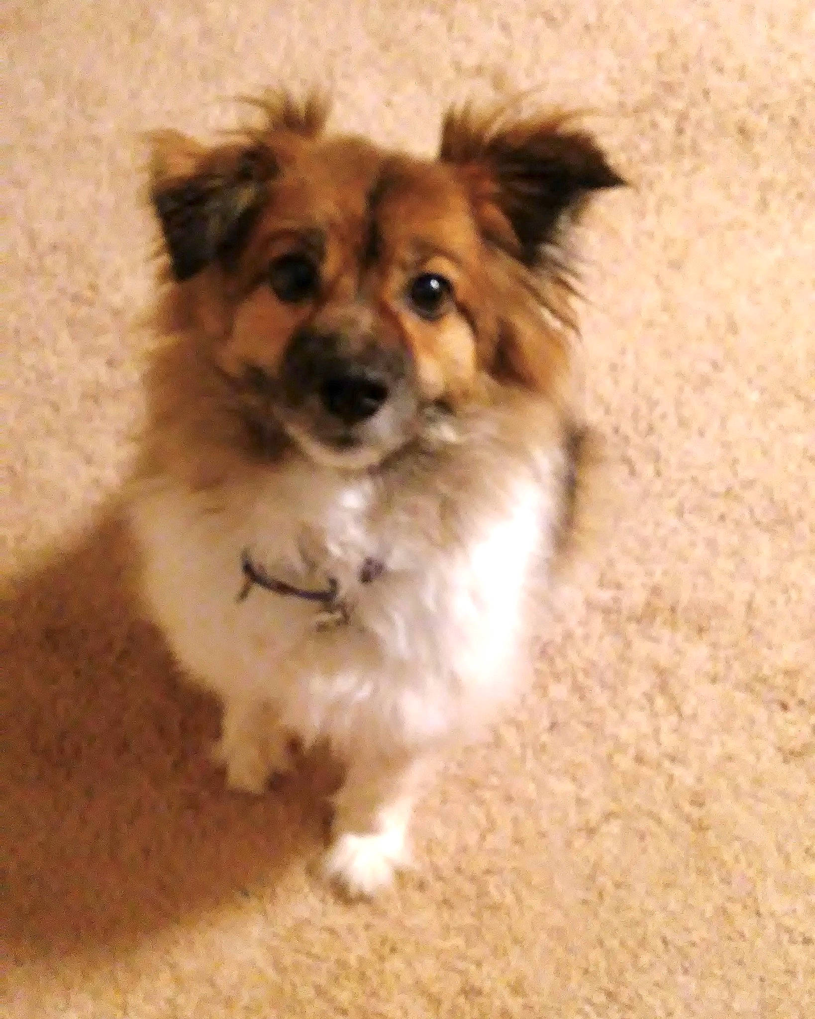 Bongo is registered to the contest to win money with this photo: ancient_dog_breeds, canidae, carnivore, companion_dog, dog, dog_breed, dog_supply, fawn, fur, liver, puppy, snout, soil, sporting_group, terrestrial_animal, toy_dog, whiskers, working_animal, working_dog