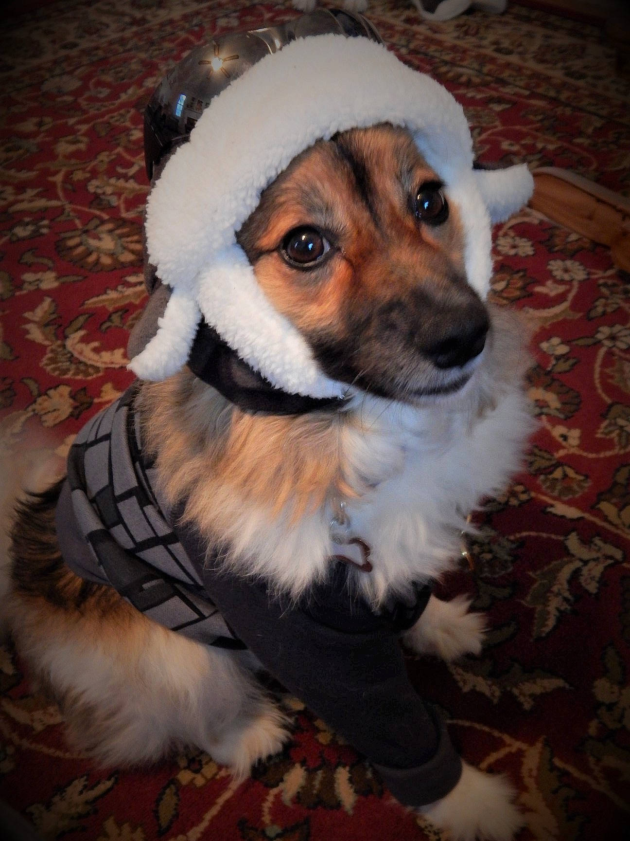 Bongo is registered to the contest to win money with this photo: canidae, carnivore, companion_dog, costume_hat, dog, dog_breed, dog_clothes, dog_supply, event, eyewear, fashion_accessory, fawn, flooring, fur, hat, holiday, snout, sporting_group, sunglasses, whiskers