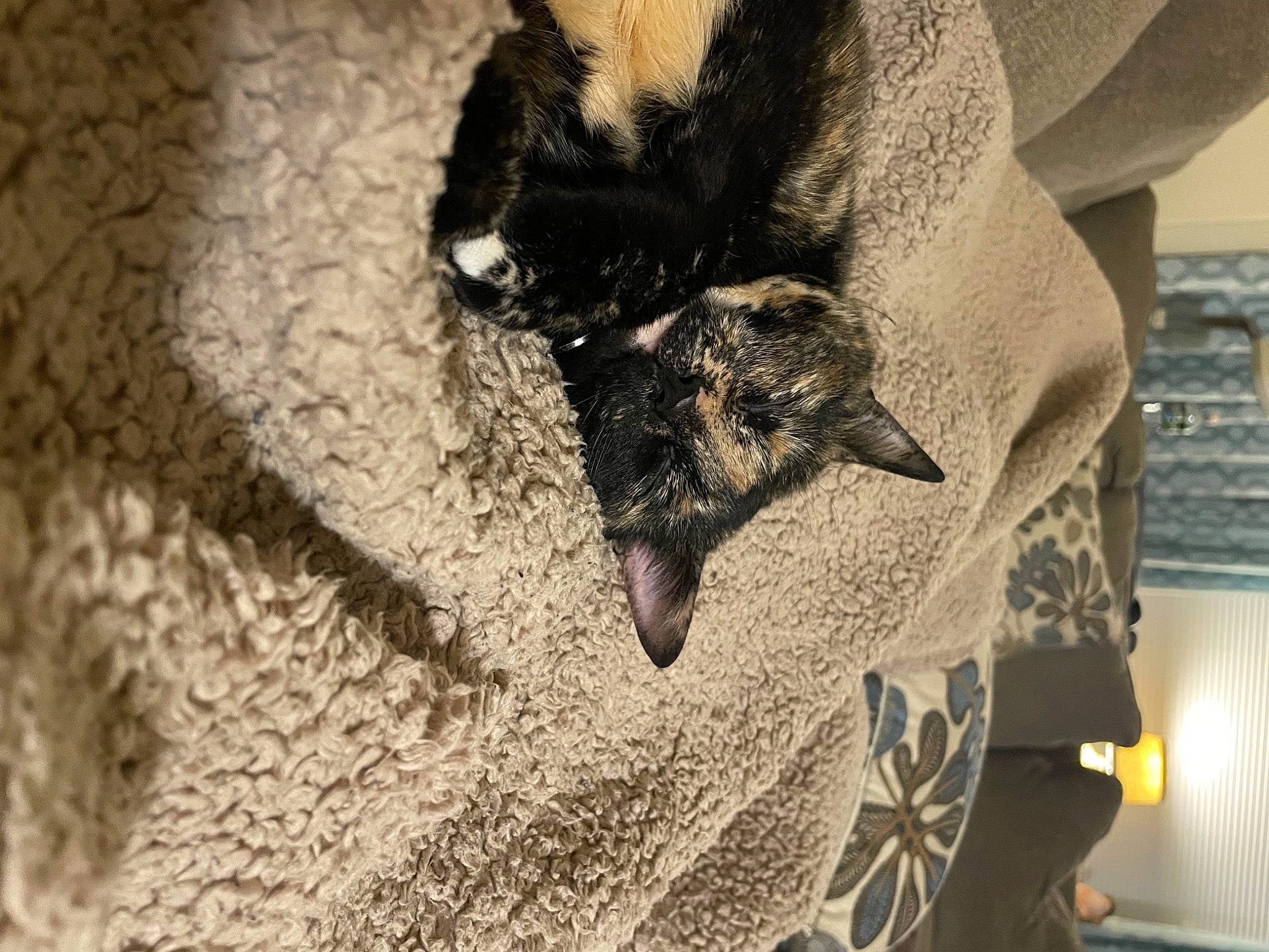 Hester is registered to the contest to win money with this photo: bat, beard, canidae, carnivore, cat, comfort, dog_breed, domestic_short_haired_cat, dress, fawn, felidae, fur, grey, linens, pattern, sleeve, small_to_medium_sized_cats, snout, sporting_group, whiskers