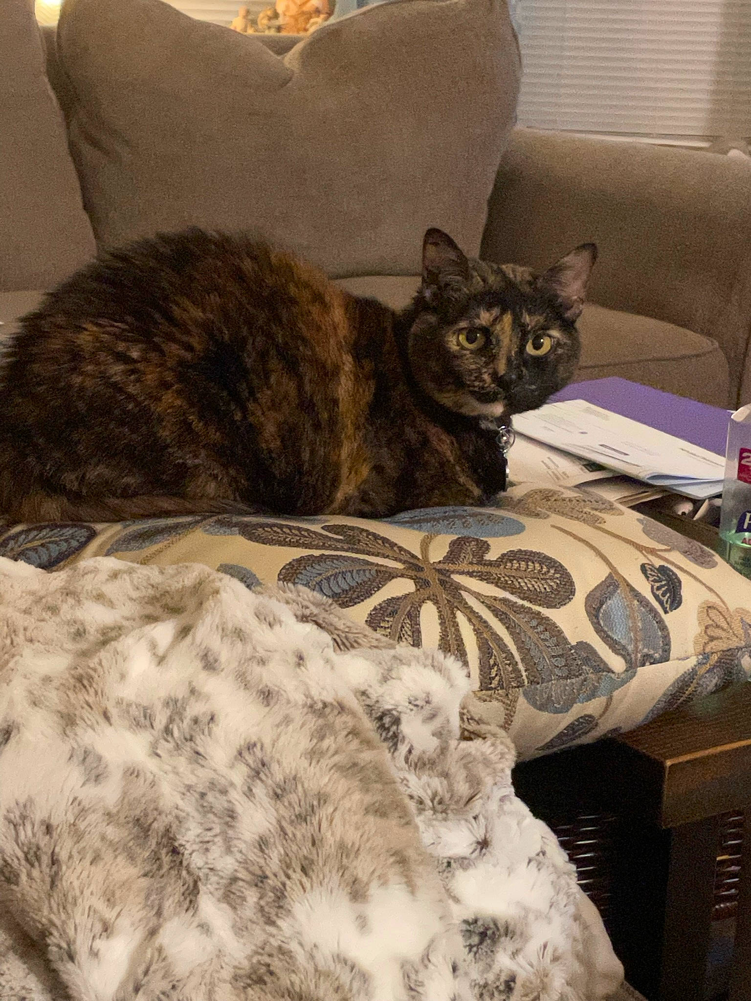 Hester is registered to the contest to win money with this photo: bed, bedding, bedroom, carnivore, cat, comfort, couch, felidae, fur, furniture, grey, house, linens, pillow, room, small_to_medium_sized_cats, snout, tail, textile, whiskers