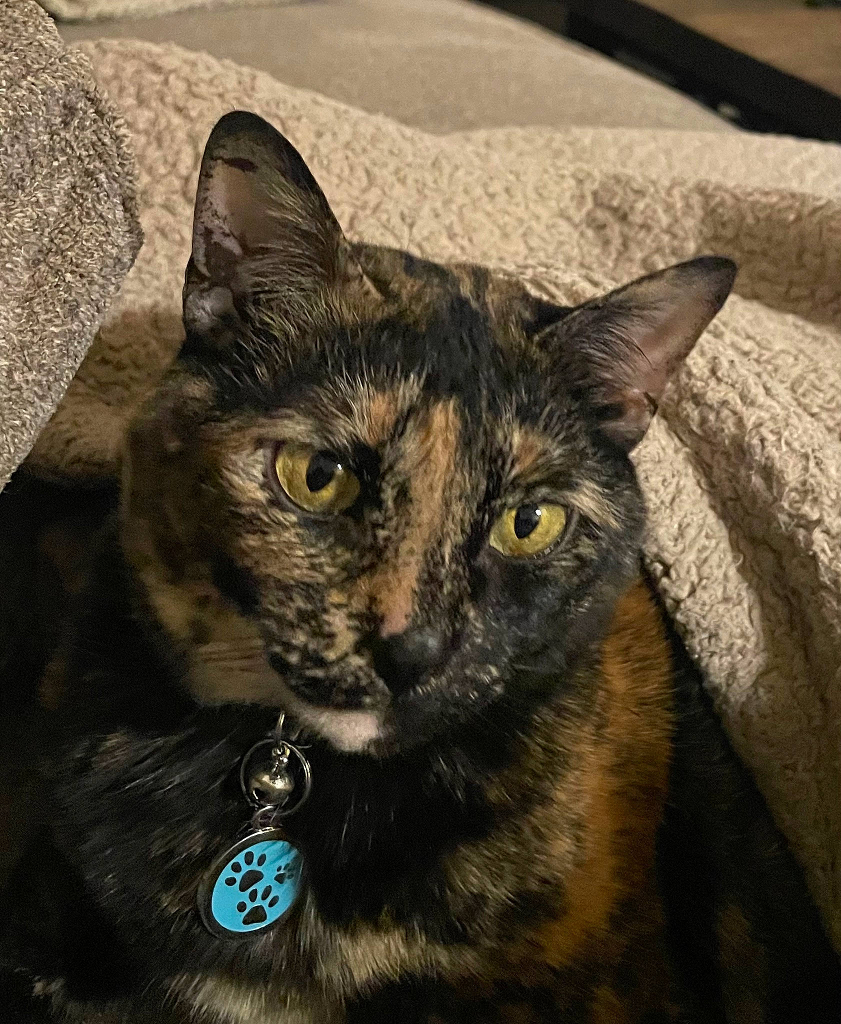 Hester is registered to the contest to win money with this photo: art, black_cat, carnivore, cat, domestic_short_haired_cat, eye, felidae, fur, grey, head, iris, small_to_medium_sized_cats, snout, terrestrial_animal, visual_arts, whiskers, wildlife, window, wood