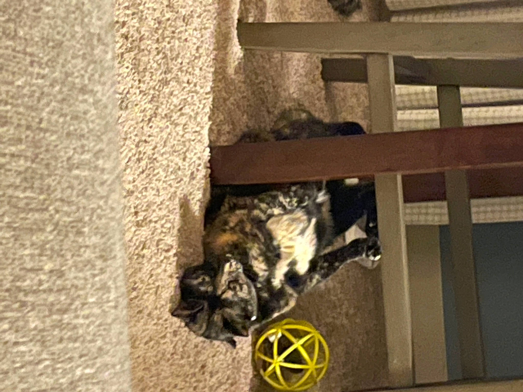 Hester is registered to the contest to win money with this photo: art, building, canidae, carnivore, cat, domestic_short_haired_cat, facade, felidae, flooring, fur, house, logo, shadow, small_to_medium_sized_cats, tail, whiskers, wood