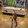 Galileo is registered to the contest to win money with this photo: cat, leash, pet_store, glass_enclosure, bird_toys, floor, curious, indoor, animal, playful, colorful, perch, pet, looking_back, feline, domestic_cat, retail, shop, cage, wooden_perch
