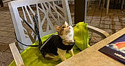 Galileo is registered to the contest to win money with this photo: cat, animal, pet, jacket, chair, blanket, outdoor, night, patio, table, curious, looking_up, plastic_chair, empty_chairs, pavement, urban, leash, cozy, small_animal, domestic_cat