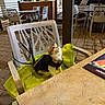 cat, animal, pet, jacket, chair, blanket, outdoor, night, patio, table, curious, looking_up, plastic_chair, empty_chairs, pavement, urban, leash, cozy, small_animal, domestic_cat