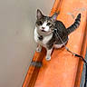 Galileo is registered to the contest to win money with this photo: cat, pet, leash, harness, orange_floor, indoor, curious, sitting, animal, feline, whiskers, ears, tail, wide_eyes, looking_up, collar, floor, wall, domestic_cat, cute