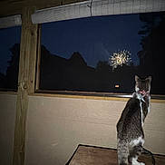 Galileo joined the competition — help win amazing prizes! cat, fireworks, night, window, table, collar, indoor, dark, silhouette, animal, pet, feline, looking, outdoor_view, night_sky, celebration, quiet, leash, wooden_frame, curious