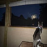 cat, fireworks, night, window, table, collar, indoor, dark, silhouette, animal, pet, feline, looking, outdoor_view, night_sky, celebration, quiet, leash, wooden_frame, curious