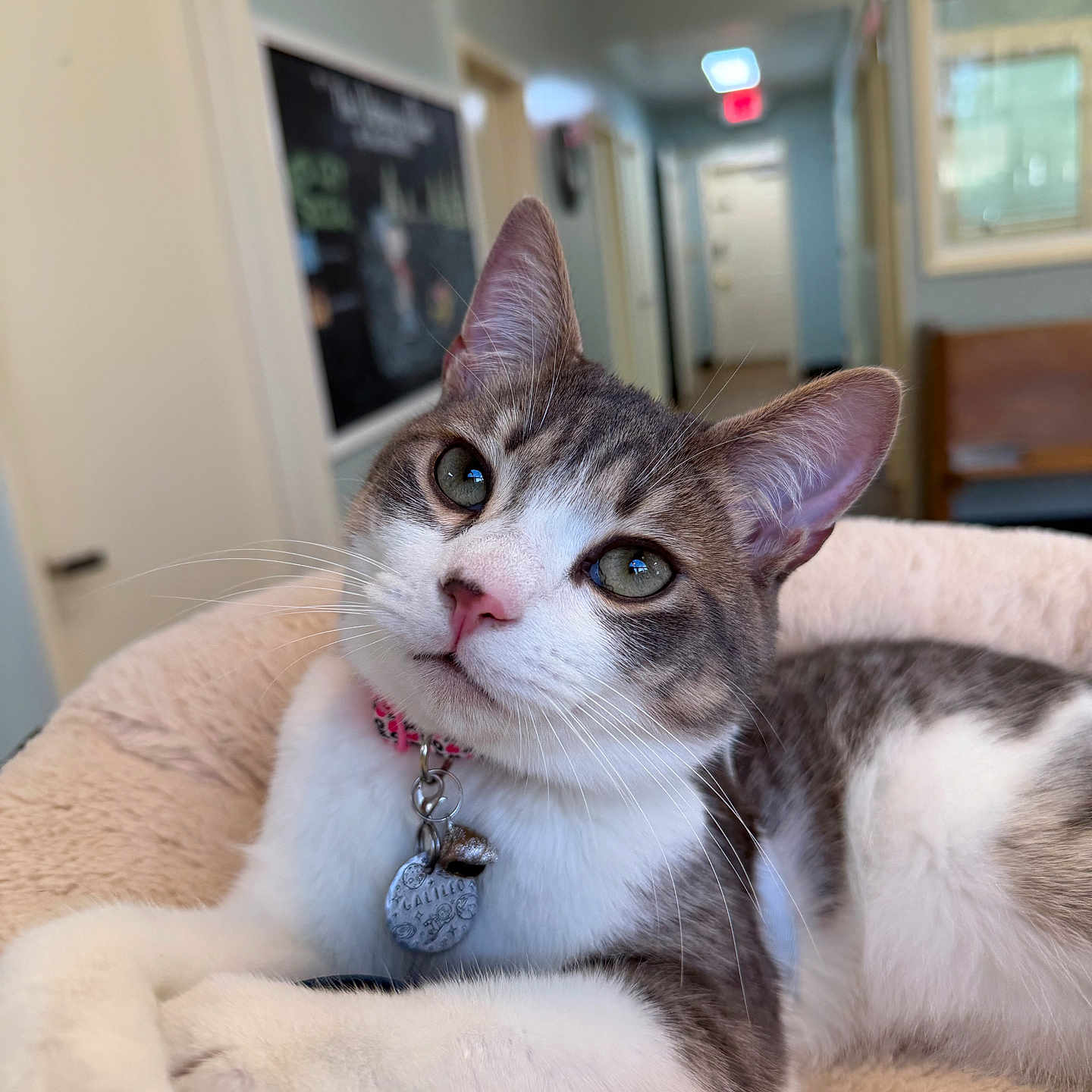 Galileo is registered to the contest to win money with this photo: cat, pet, indoor, collar, tag, bed, soft, gray, white, fur, whiskers, ears, eyes, nose, paws, relaxed, curious, animal, feline, cute