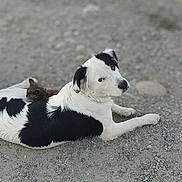 Appa joined the competition — help win amazing prizes! dog, cat, kitten, black_and_white, lying_down, gravel, outdoor, animal_companions, pet, fur, cute, friendship, resting, close_bond, nature, mammal, young_cat, relaxed, cozy, small_animal