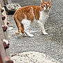 cat, orange_cat, white_cat, animal, street, alley, rock, urban, outdoor, curious, pet, feline, walking, sidewalk, building, gray, daylight, nature, mammal, alone