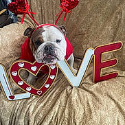 Lucy Lou joined the competition — help win amazing prizes! bulldog, dog, pet, love_sign, heart, red_sweater, headband, couch, patterned_fabric, indoor, animal, valentines_day, cute, adorable, posing, decor, furniture, holiday, funny, animal_face
