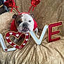 bulldog, dog, pet, love_sign, heart, red_sweater, headband, couch, patterned_fabric, indoor, animal, valentines_day, cute, adorable, posing, decor, furniture, holiday, funny, animal_face