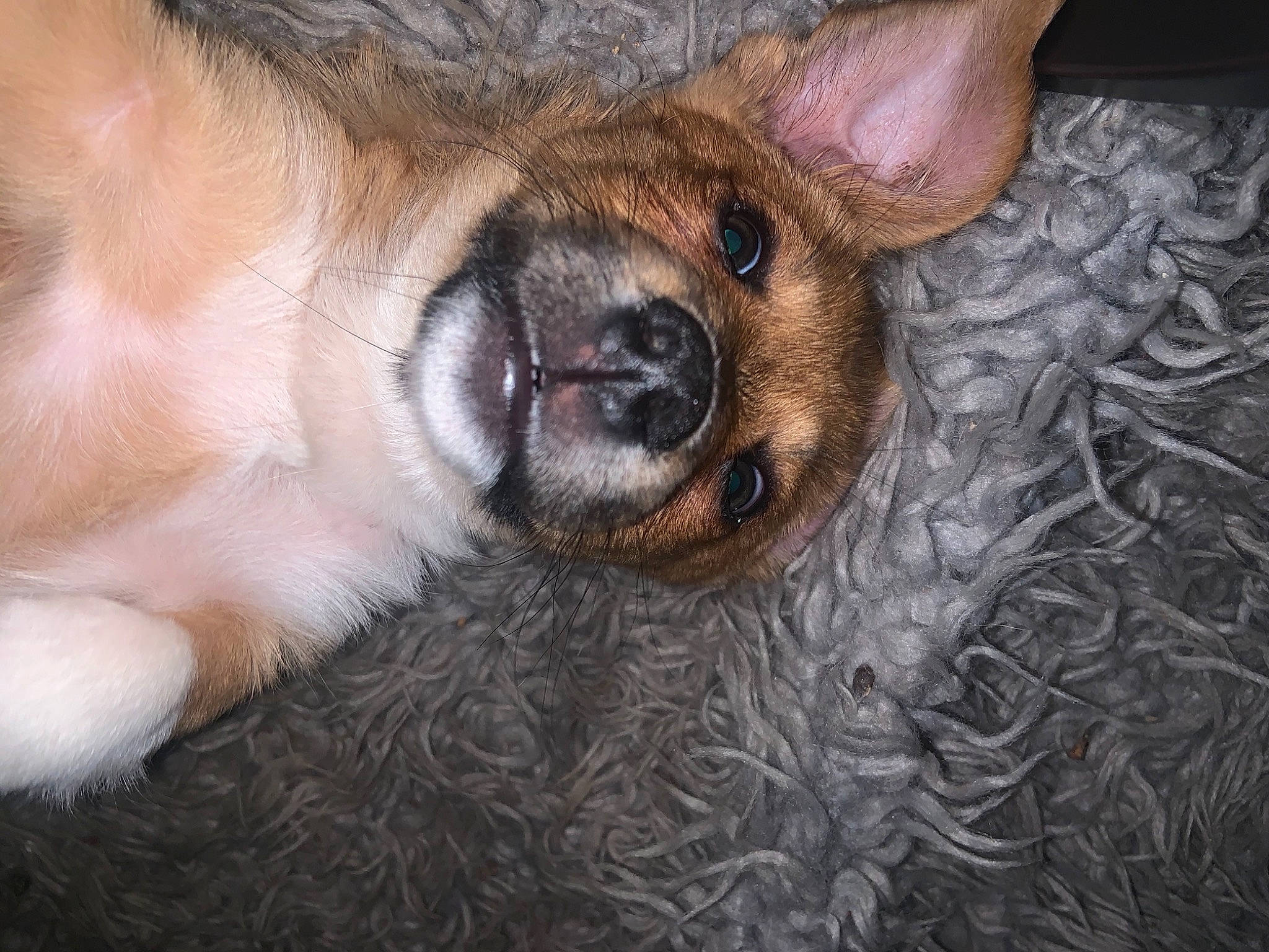 Beemo joined the competition — help win amazing prizes! canidae, carnivore, companion_dog, dog, dog_breed, ear, fawn, mammal, nose, puppy, snout, vertebrate, whiskers