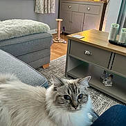 Winter is registered to the contest to win money with this photo: cabinet, candles, cat, cat_scratching_post, coffee_table, cozy, curtains, cushion, decor, fluffy_cat, furniture, indoor, lamp, living_room, pet, remote_control, rug, sofa, window, wooden_floor