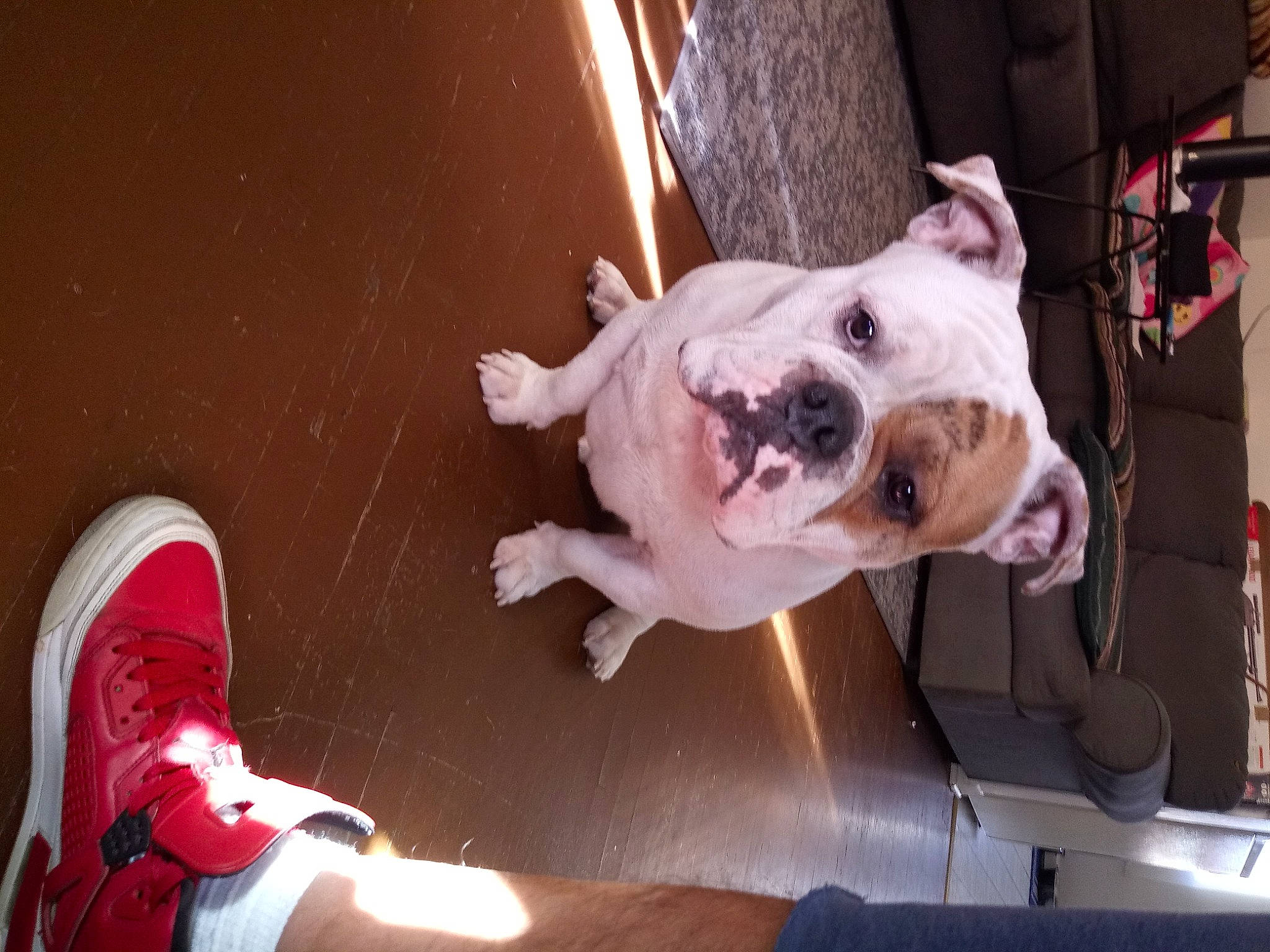 Shorty is registered to the contest to win money with this photo: athletic_shoe, bulldog, canidae, carmine, carnivore, companion_dog, dog, dog_breed, dogo_guatemalteco, fawn, molosser, non_sporting_group, old_english_bulldog, pink, sneakers, snout, sporting_group, walking_shoe, working_animal, working_dog