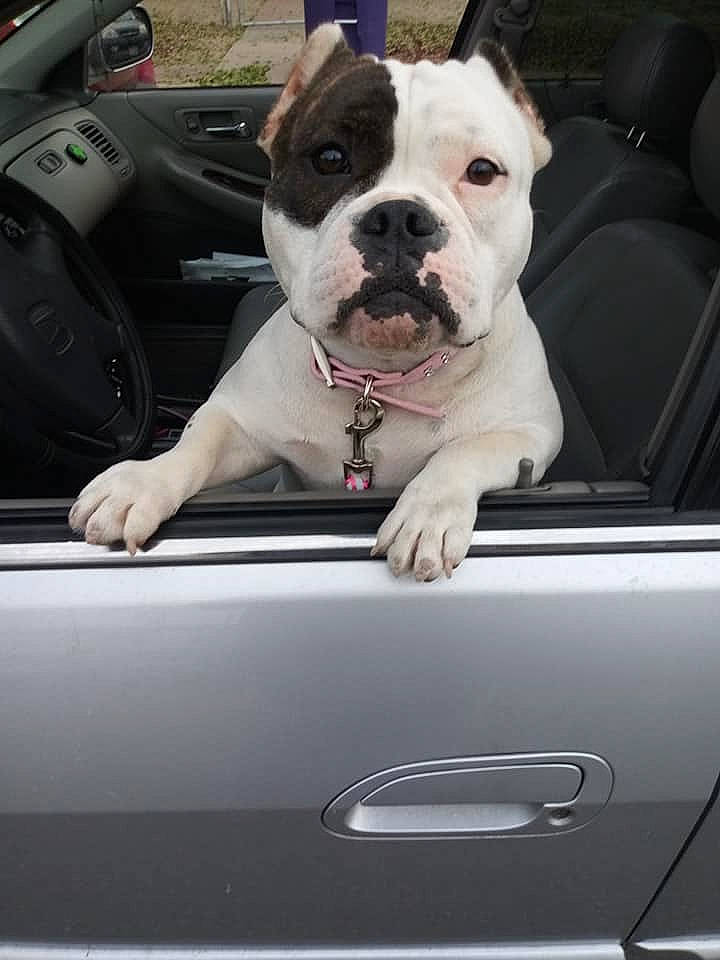 Petty Cash joined the competition — help win amazing prizes! auto_part, automotive_design, automotive_exterior, automotive_lighting, automotive_mirror, bumper, car, carnivore, collar, companion_dog, dog, dog_breed, door, fawn, hood, light, motor_vehicle, vehicle, vehicle_door, white