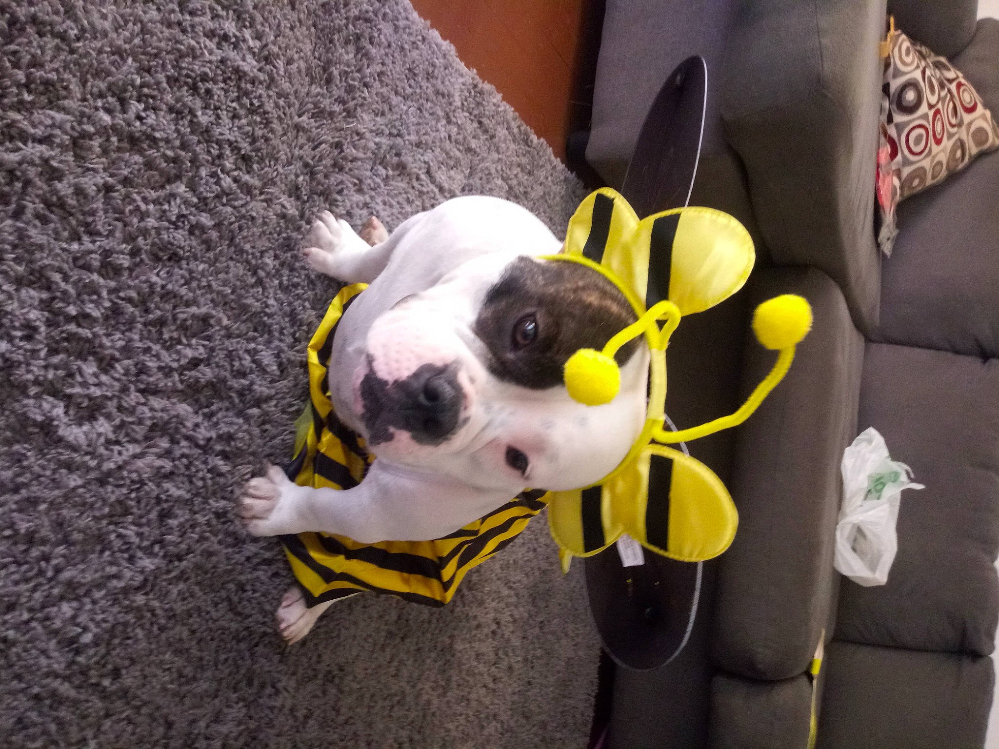 Petty Cash joined the competition — help win amazing prizes! canidae, carnivore, collar, companion_dog, dog, dog_breed, dog_collar, dog_supply, ear, fawn, fur, non_sporting_group, personal_protective_equipment, pet_supply, snout, sporting_group, tail, terrestrial_animal, whiskers, working_animal