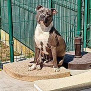 Ulysse participe au concours pour gagner de l'argent avec cette photo : animal, brown, calm, canine, concrete, daytime, dog, ears, fence, metal, outdoor, paw, pet, platform, quiet, resting, shadow, sitting, sunlight, white