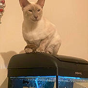 Loki is registered to the contest to win money with this photo: cat, siamese_cat, aquarium, fish_tank, fish, pet, indoor, animal, beige_wall, ornament, decor, perched, looking_away, home, domestic_cat, curious, feline, pets, tank, water